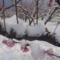 Nevicate primaverili, perso il 90% della produzione