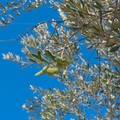 Agricoltura in crisi: a Corato Fratelli d’Italia ascolta i produttori