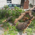 Grosso albero si spezza e finisce sulle auto, paura in piazza Grenoble