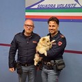 Salvato un cagnolino in strada a Corato. L'intervento della Polizia