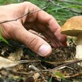 Spostamenti consentiti per la raccolta di funghi, frutti e tartufi