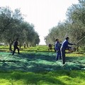 Coldiretti: decreto flussi in Gazzetta Ufficiale salva 30000 giornate; al via ingresso lavoratori non comunitari