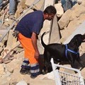 Addio a Dea, cane-eroe che prestò soccorso sui luoghi dei disastri