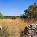 "Necropoli di San Magno ", le Guardie per l’Ambiente sollecitano intervento delle autorità competenti