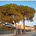 Addio ai  "giganti verdi " di via Castel del Monte