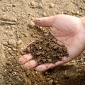 Puglia a rischio desertificazione, Coldiretti:  "Servono interventi "