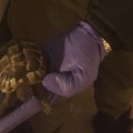 Tartaruga protetta portata in salvo dalle Guardie Ambientali d'Italia