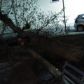 Grosso albero collassato in Piazza Simon Bolivar