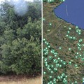 La Puglia terra di patriarchi verdi: 216 alberi monumentali nell’elenco Masaf, c'è anche Corato