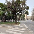 Rigenerazione del verde urbano in Piazza Vittorio Emanuele a Corato