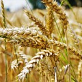 Coldiretti Puglia, oltre 1,2 mln di ettari sono coltivati a grano duro