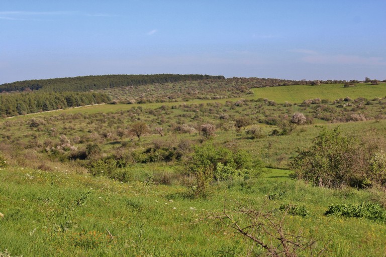 Bosco Cecibizzo. <span>Foto Giuseppe Carlucci</span>