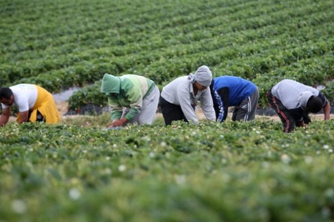 braccianti agricoli