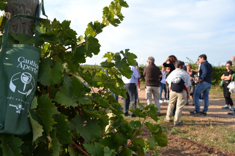 Cantine aperte in vendemmia