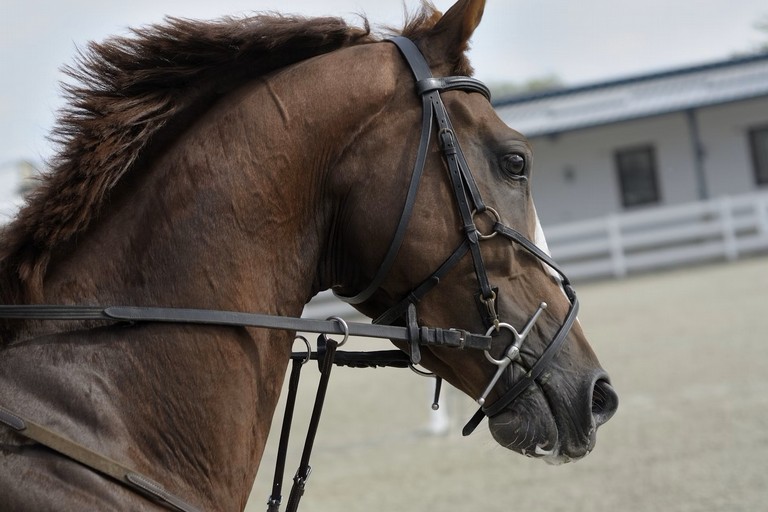 cavallo
