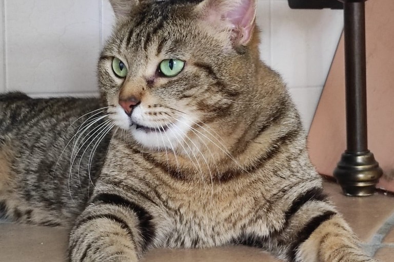 Ciro Focaccino gatto scomparso a Corato