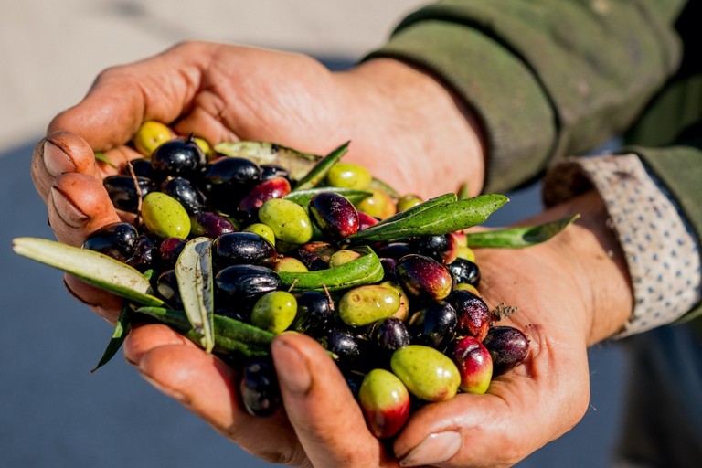 Corato Cultivar Bellezza