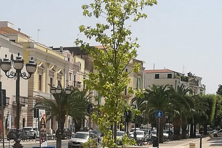 Alberi dedicati a Luisa Piccarreta