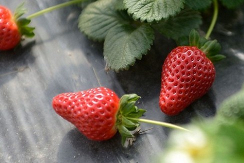 Fragole