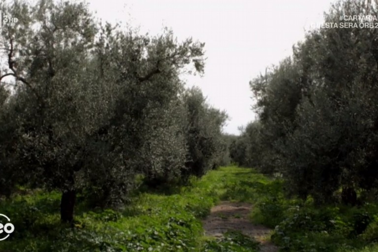 Geo fra gli ulivi della Coratina