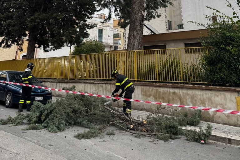 Albero Caduto maltempo