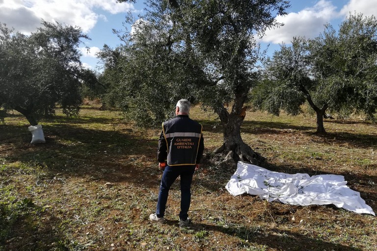 Ladri di olive messi in fuga da Polizia Locale e Gadit - CoratoViva