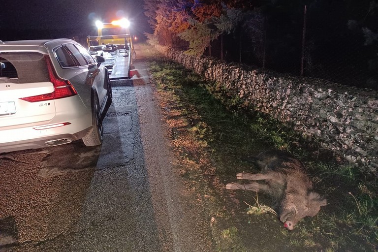 Auto cinghiale