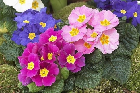 Primula