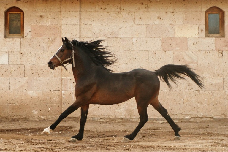 Proposta di legge macellazione cavalli
