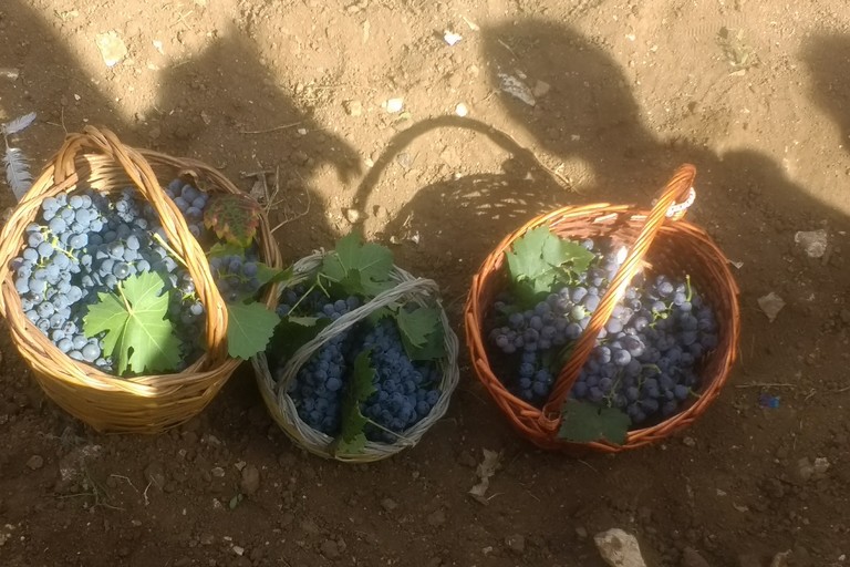 Vendemmia al Polivalente