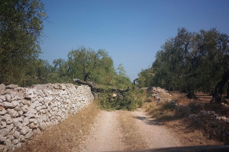 Albero caduto in via Giappone